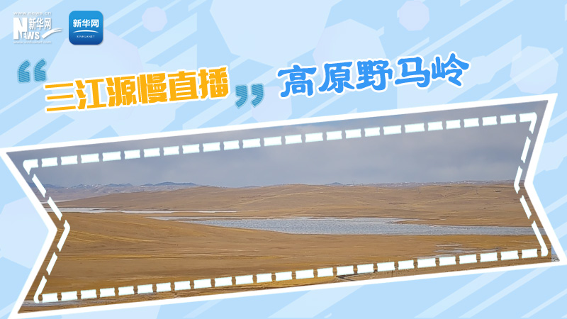 大美中國丨三江源慢直播——高原野馬嶺