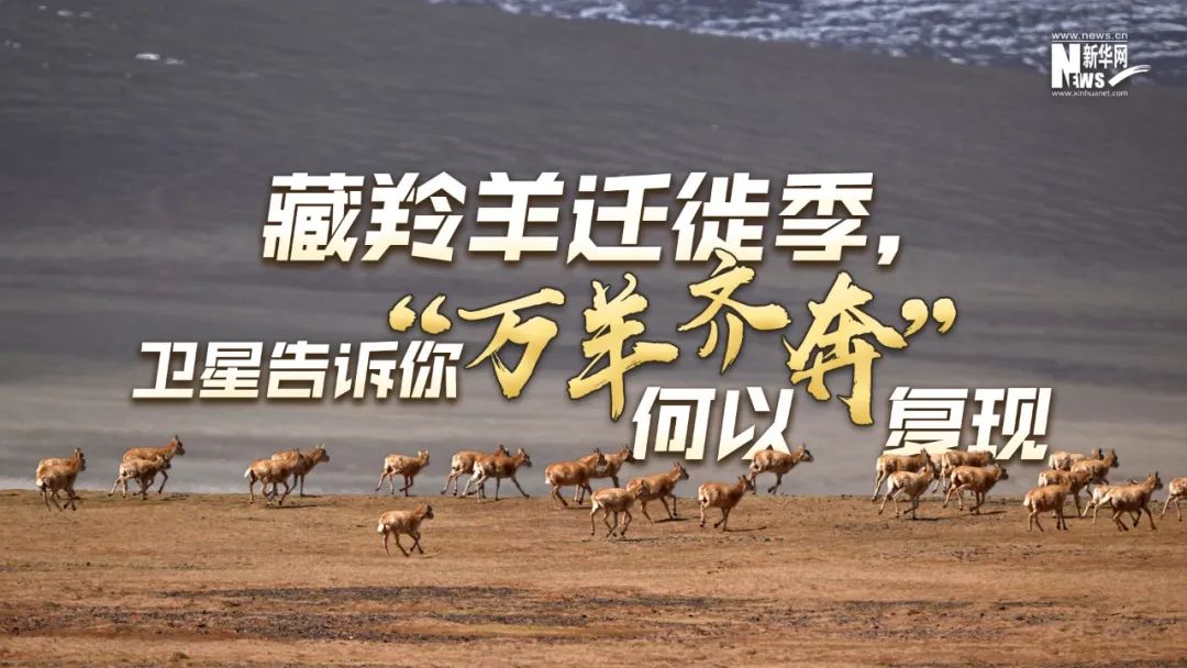 藏羚羊迁徙季，卫星告诉你“万羊齐