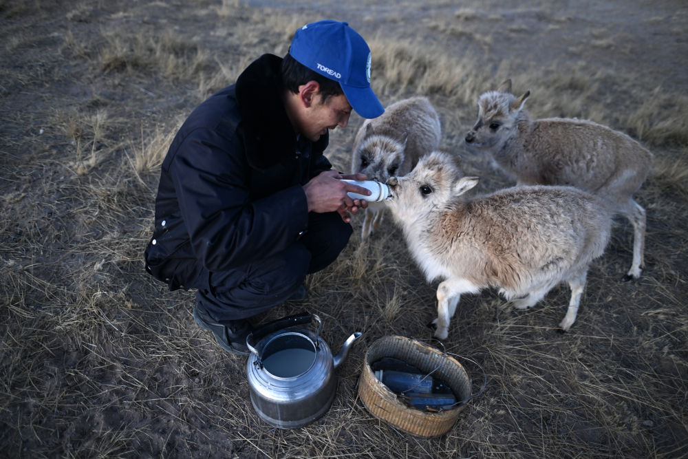 可可西里救助3只藏羚羊幼仔 健康状况良好