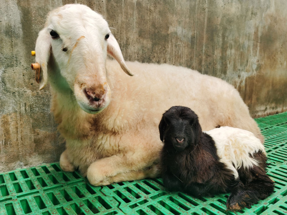 体细胞克隆藏系羊在青海出生-2月