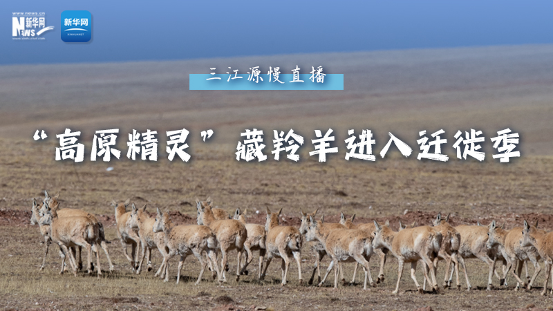 大美中国丨三江源慢直播——”“羚羊”