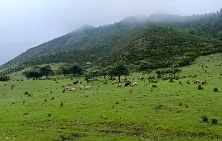 青海大通：高山牧场绿草如茵 羊群漫步