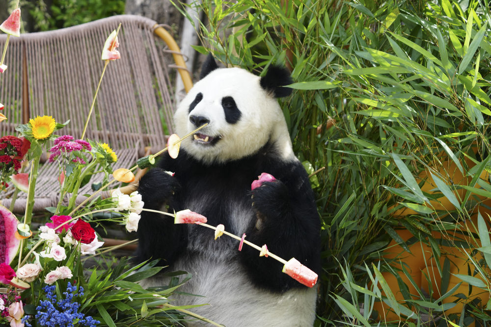 青海西寧：大熊貓的高原夏日生活