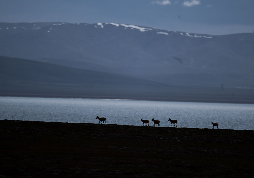 上萬隻藏羚羊聚集在可可西裏卓乃湖産仔