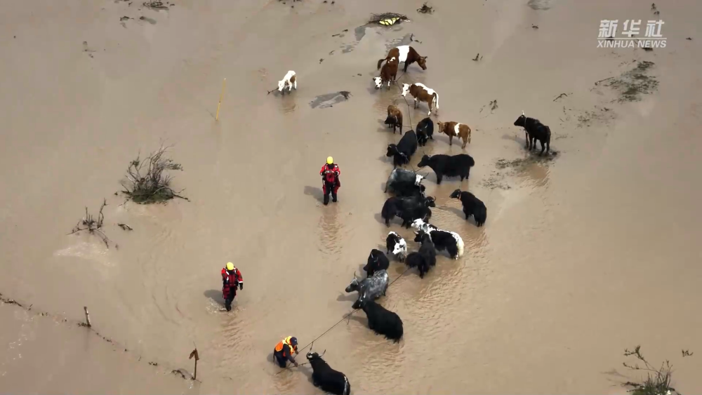 青海：河水上漲致3人700余只牛羊被困 消防緊急救助