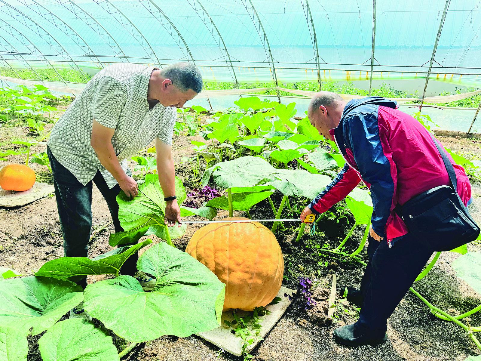 科技小院赋能乡村旅游“科技范儿”