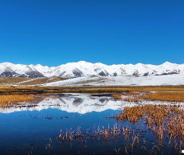 青海门源：天鹅起舞湿地 高原秋景如画