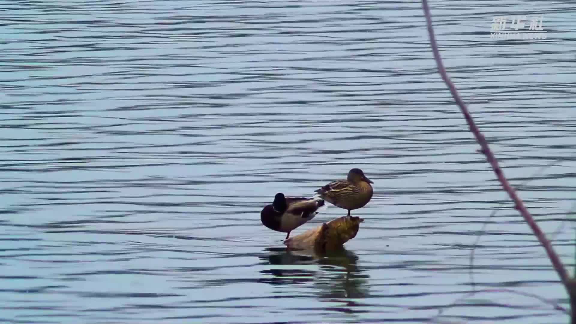 青海循化：黄河之滨候鸟翩跹