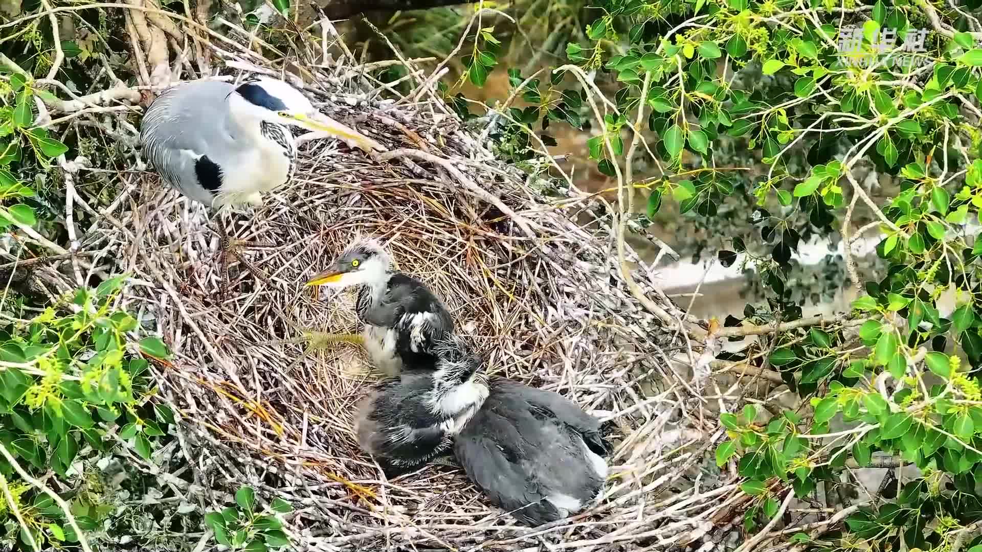 青海贵德：成群苍鹭古树安家