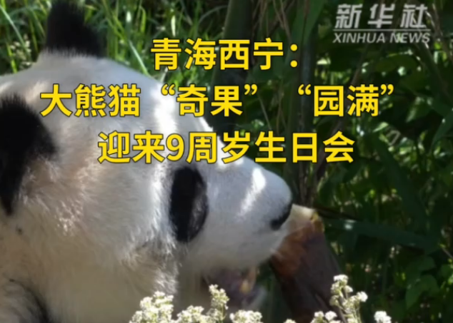 青海西寧：大熊貓“奇果”“園滿”迎來9周歲生日會