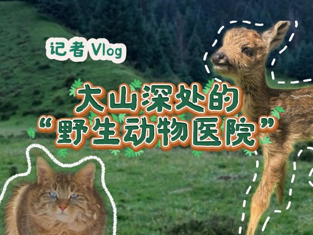 活力中国调研行｜记者Vlog：探访祁连山深处的“野生动物医院”