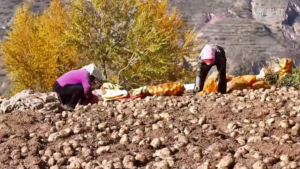 青海互助:马铃薯迎丰收