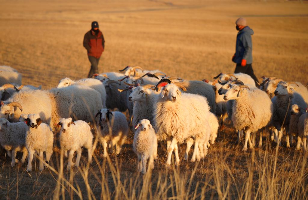 青海刚察：高效养殖助力牧民增收