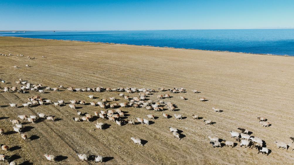 青海湖畔冬日牧羊图