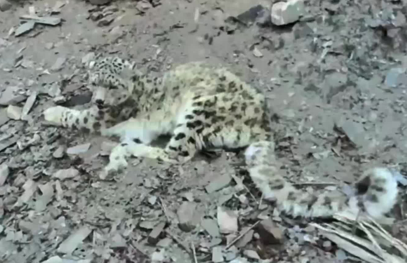 青海玉树：警民联动救助一只受伤雪豹