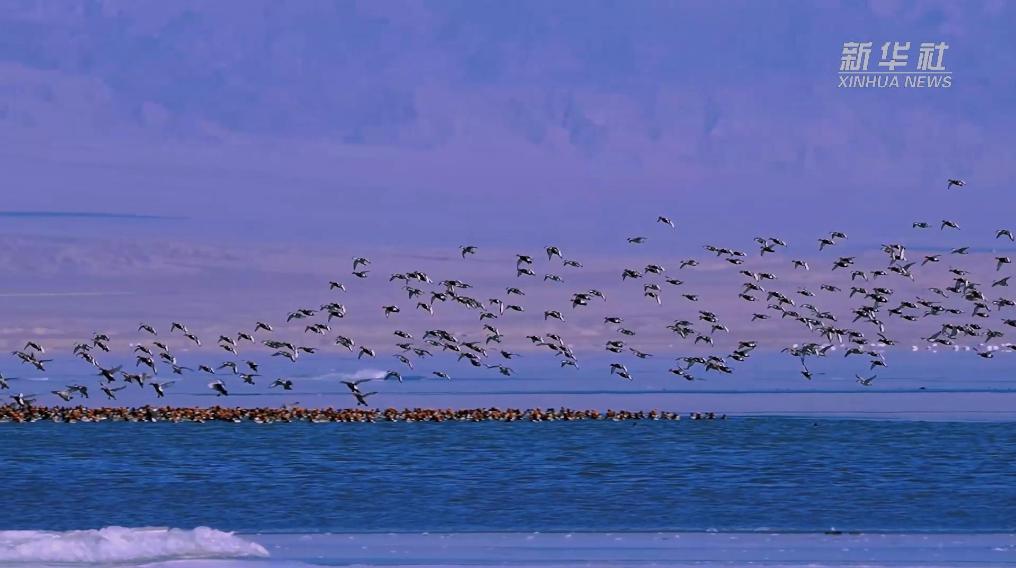 秀我中国｜青海可鲁克湖冬景如画