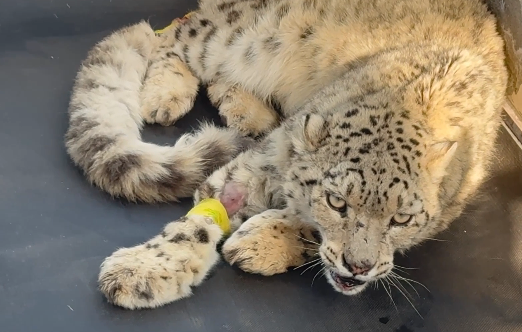 青海被救护雪豹“凌不饿”身体状态逐步恢复