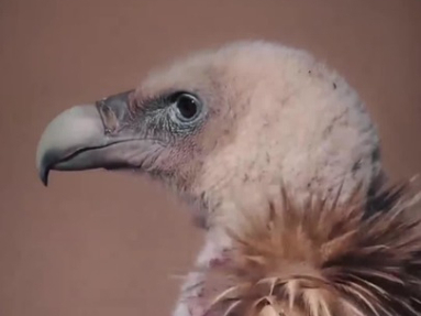 秀我中国｜青海囊谦拍到国家一级保护动物秃鹫