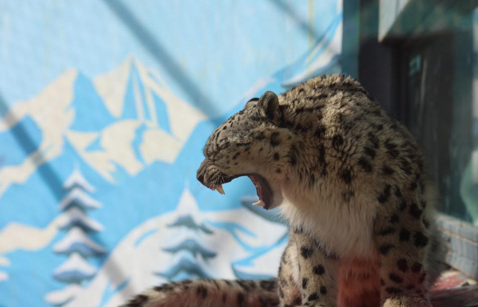 救护与新生:雪豹家族的守护密码