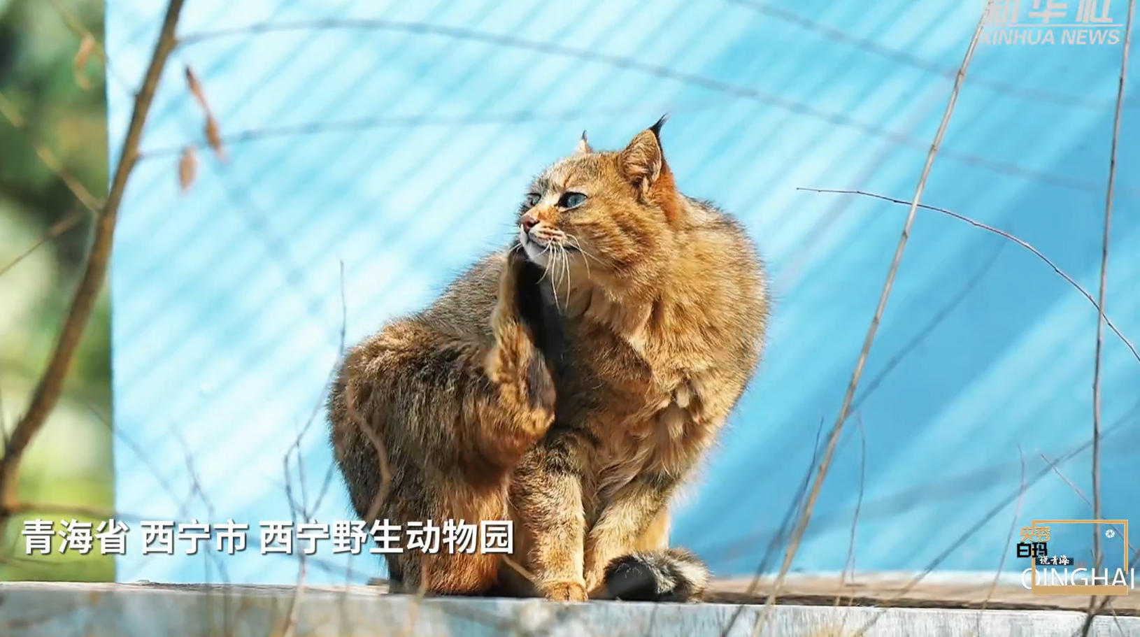 央秀白玛说青海|这座高原古城缘何屡屡让人感动
