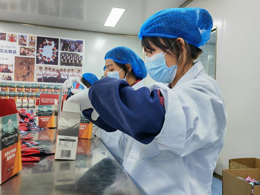 一颗芫根背后的乡村振兴路