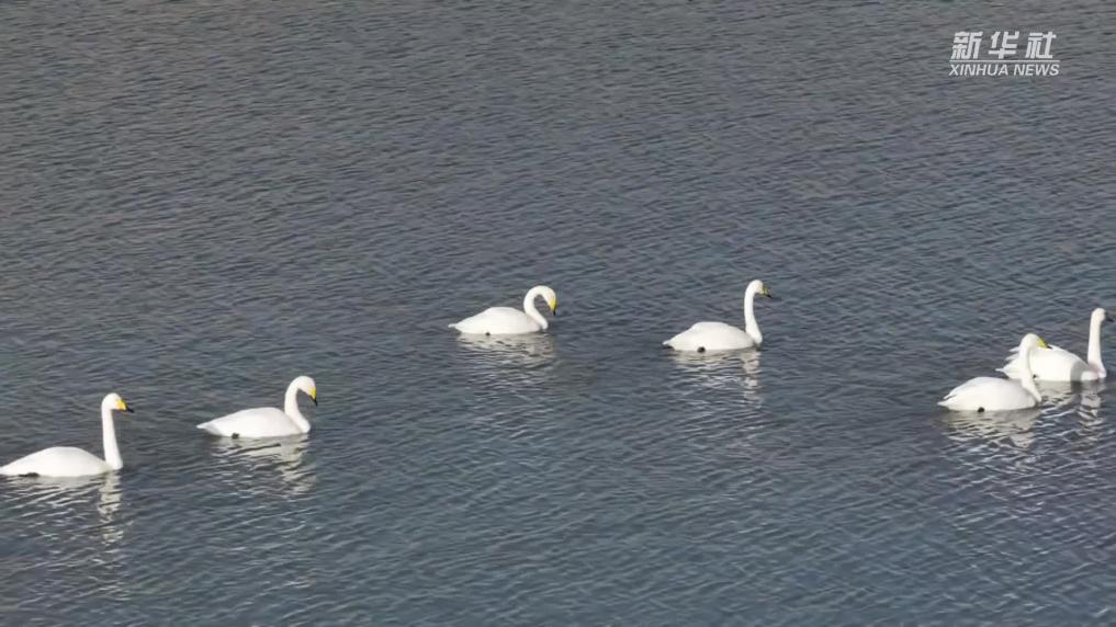 青海贵德：当天鹅遇上“天鹅桥”