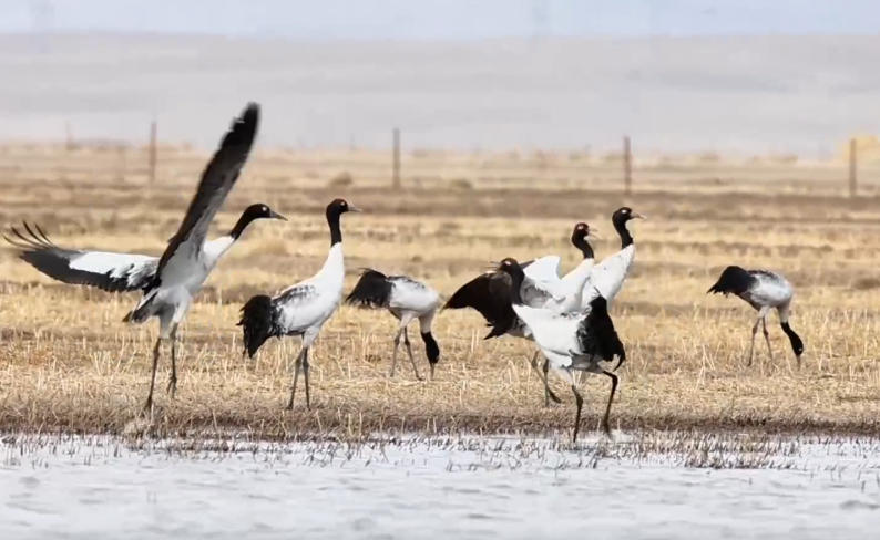 青海湖畔鹤翩跹