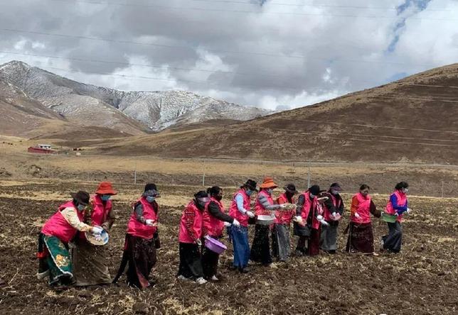 达日县妇联开展“助力黑土滩种草”巾帼志愿者服务活动