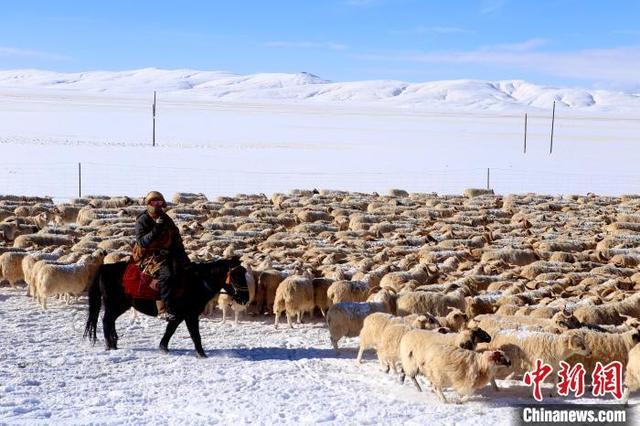 黄河源头玛多建成牦牛藏羊原产地可追溯体系
