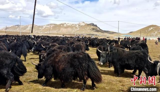 青海银企合作推动牦牛、藏羊产业绿色健康发展