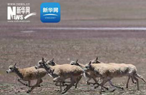 三江源慢直播丨“高原精靈”藏羚羊進入遷徙季