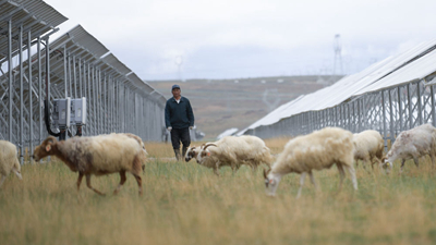 国社@青海丨光伏牧场里的产羔季