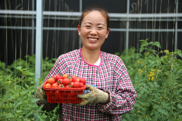 海南州贵德县：发展西红柿种植产业 为乡村振兴蓄势赋能