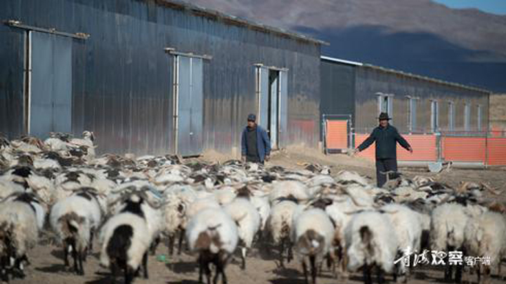 沿着黄河遇见海｜共和县廿地乡：抱团走好致富路