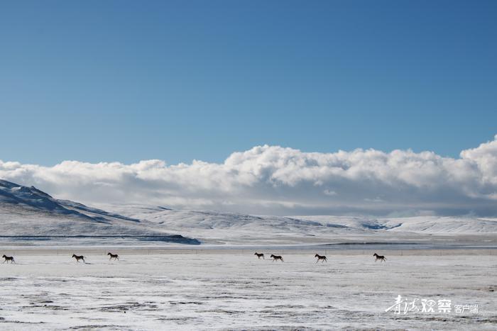 沿着黄河遇见海丨黄河源头雪后风景美如画